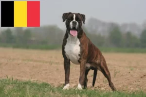 Read more about the article Boxer breeders and puppies in Belgium