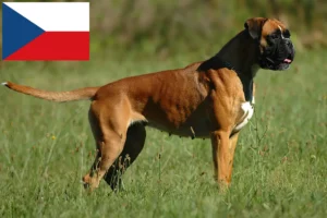 Read more about the article Boxer breeders and puppies in the Czech Republic