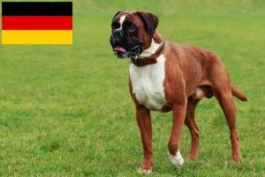 Read more about the article Boxer breeders and puppies in Germany