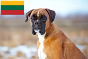 Read more about the article Boxer breeders and puppies in Lithuania