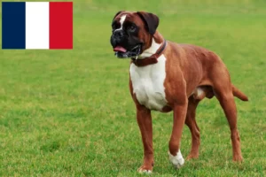 Read more about the article Boxer breeders and puppies on Réunion