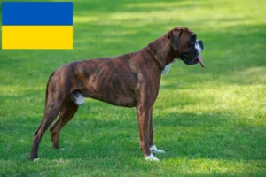 Read more about the article Boxer breeders and puppies in Ukraine