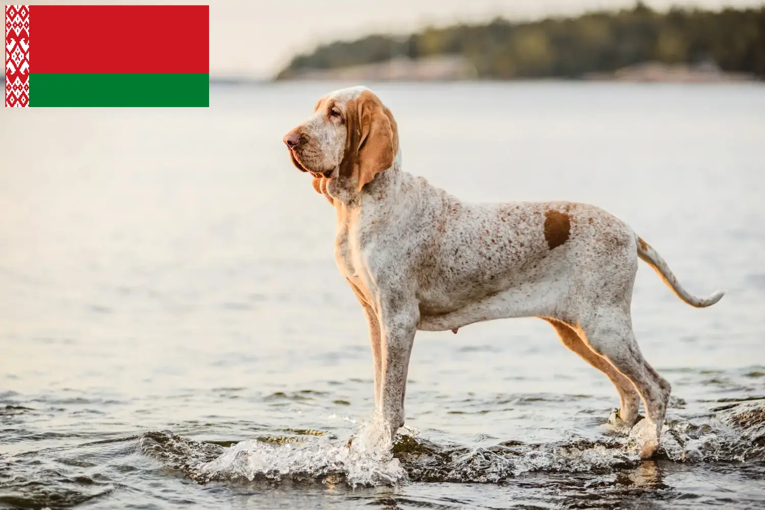 Read more about the article Bracco Italiano breeders and puppies in Belarus