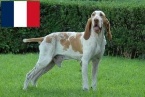 Read more about the article Bracco Italiano breeders and puppies in France