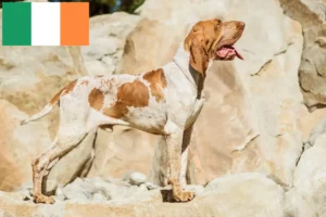 Read more about the article Bracco Italiano breeders and puppies in Ireland