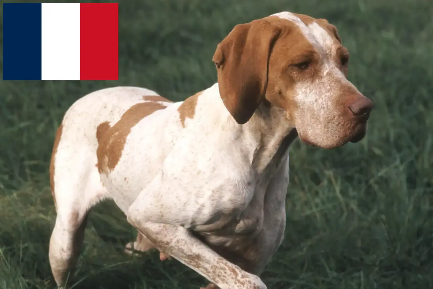 Read more about the article Braque de l’Ariège breeders and puppies in France