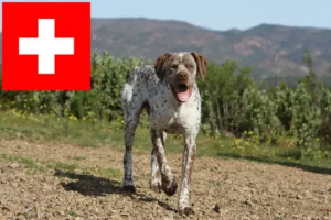 Read more about the article Braque du Bourbonnais breeders and puppies in Switzerland