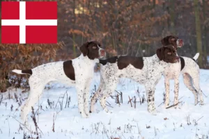 Read more about the article Braque français type Pyrénées breeders and puppies in Denmark