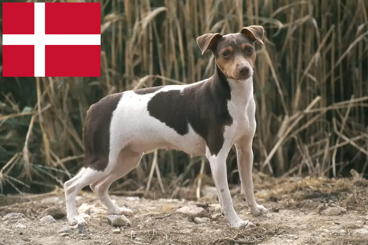 Read more about the article Brazilian Terrier breeder and puppies in Denmark