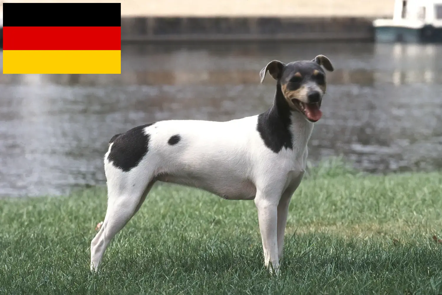 Read more about the article Brazilian Terrier breeders and puppies in Germany