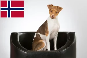 Read more about the article Brazilian Terrier breeders and puppies in Norway