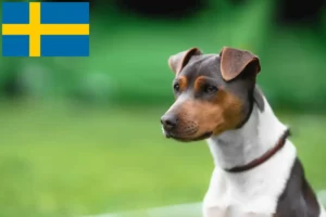 Read more about the article Brazilian Terrier breeder and puppies in Sweden