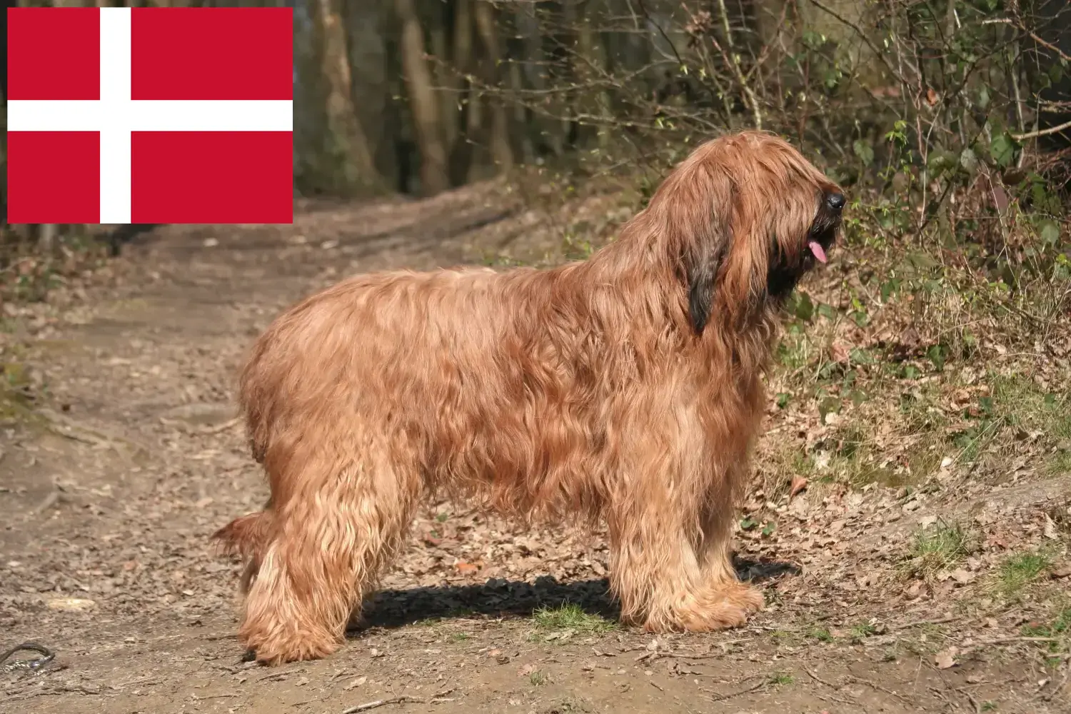 Read more about the article Briard breeders and puppies in Denmark