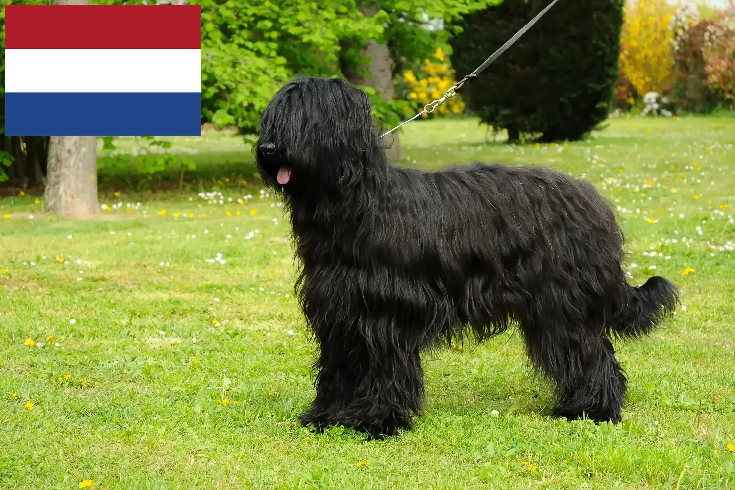 Read more about the article Briard breeders and puppies in the Netherlands