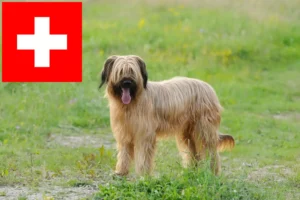 Read more about the article Briard breeders and puppies in Switzerland