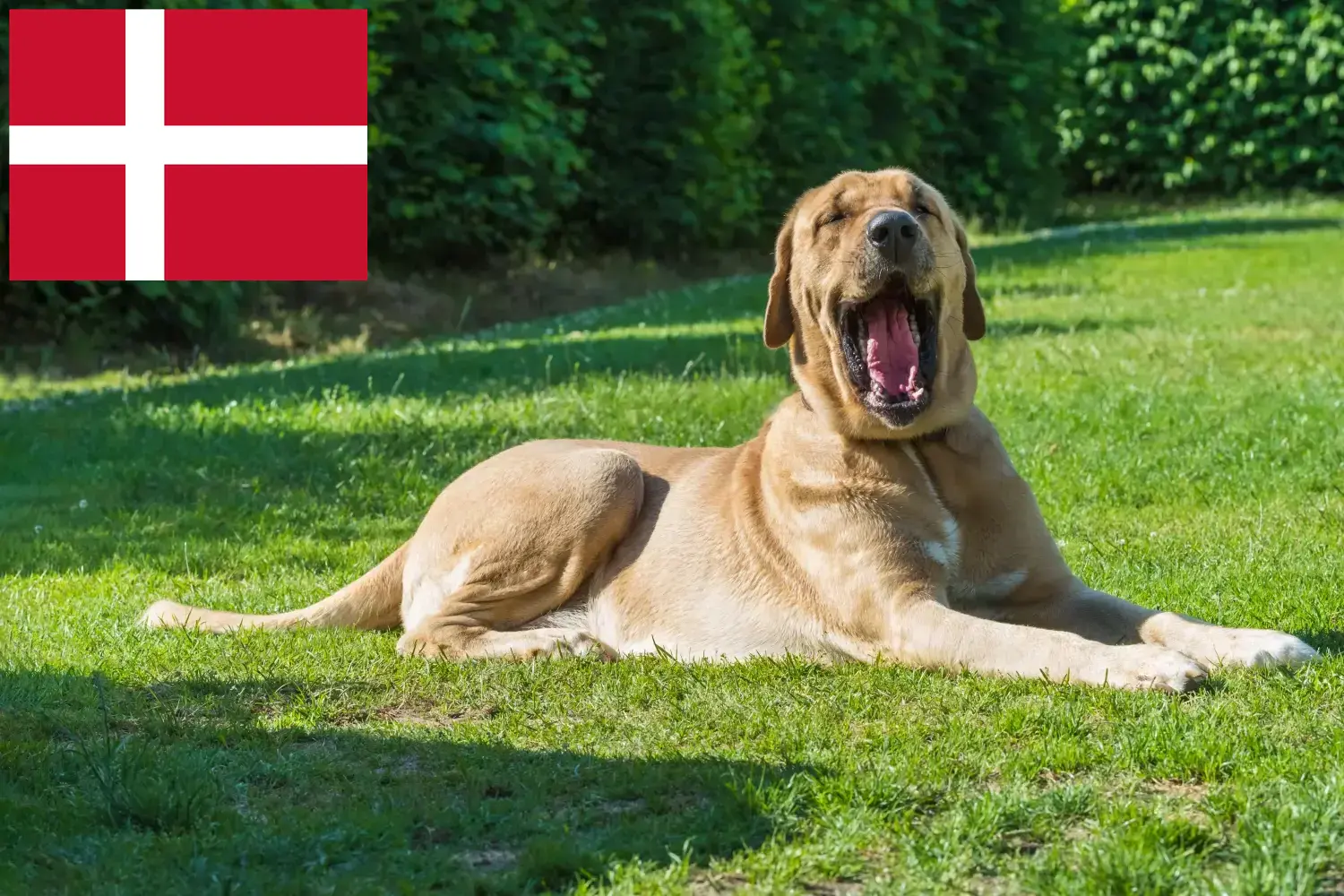 Read more about the article Broholm breeders and puppies in Denmark