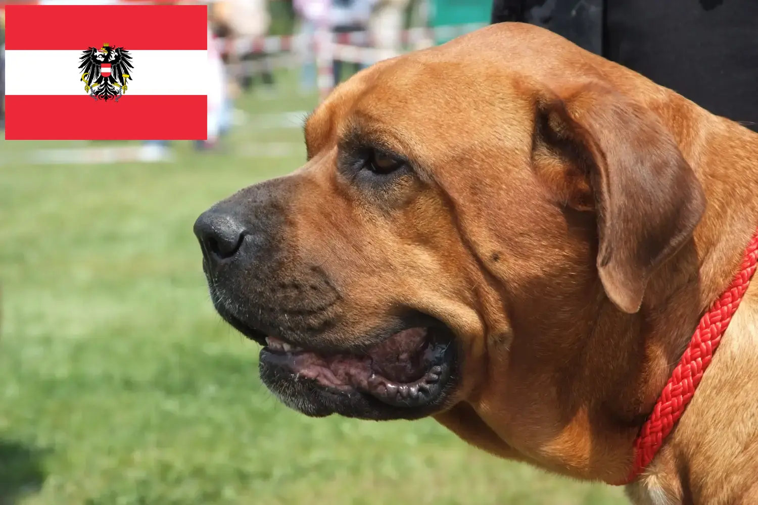 Read more about the article Broholmer breeders and puppies in Austria