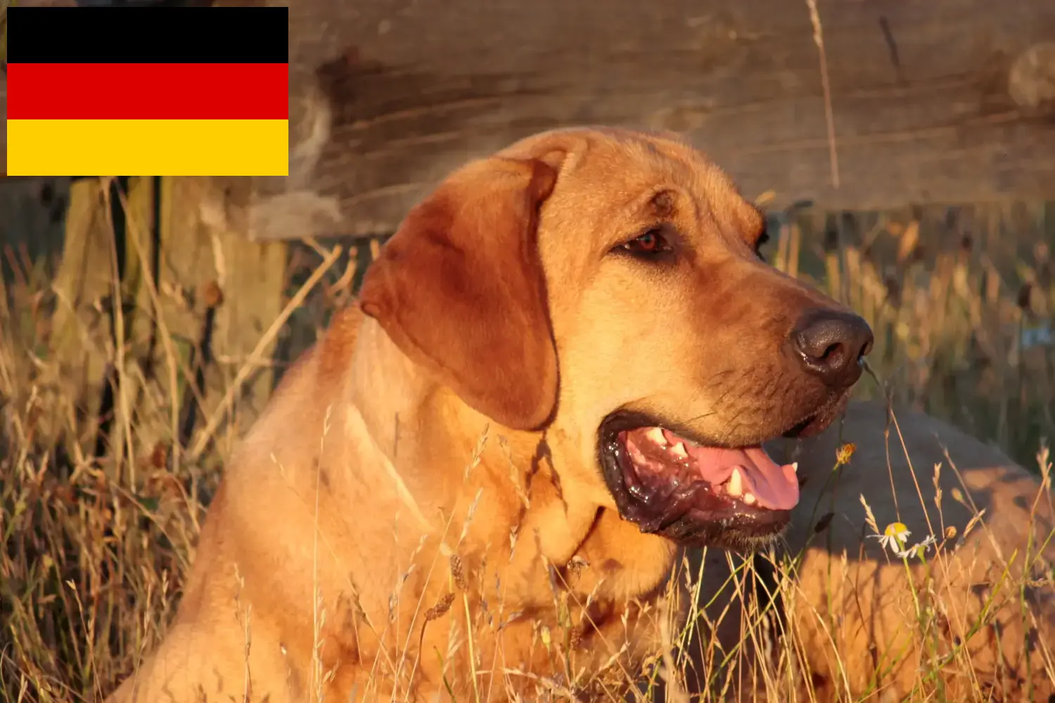 Read more about the article Broholmer breeders and puppies in Germany