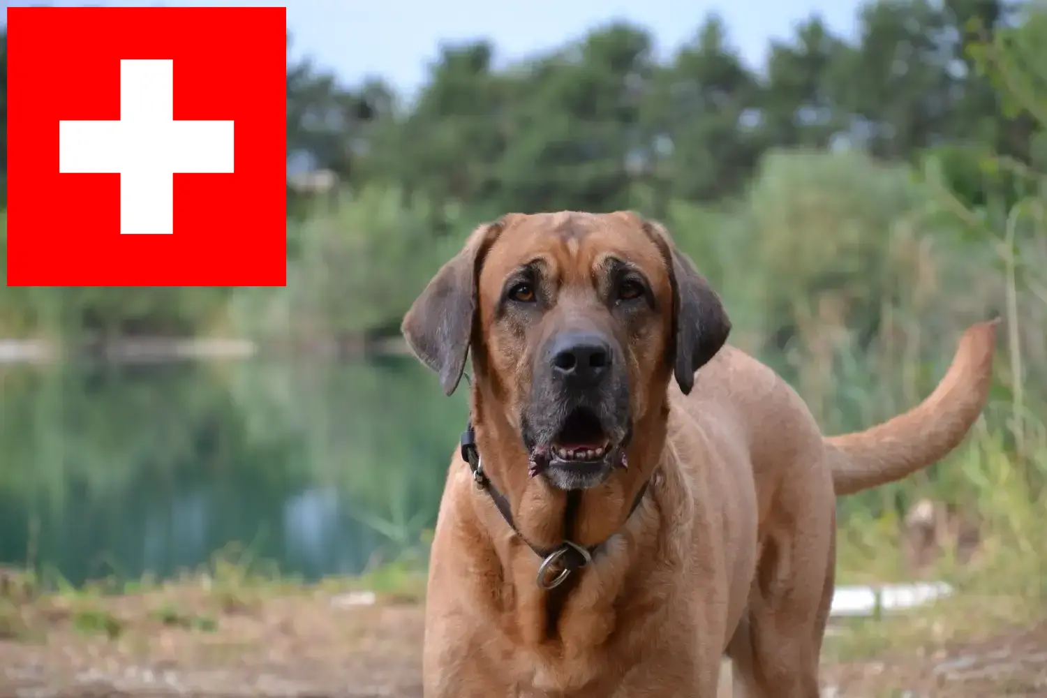 Read more about the article Broholmer breeders and puppies in Switzerland