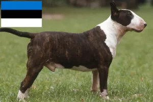 Read more about the article Bull Terrier breeders and puppies in Estonia