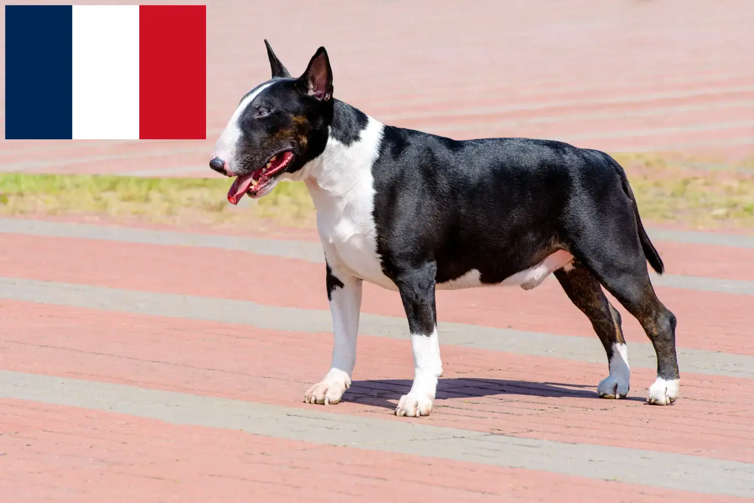 Read more about the article Bull Terrier breeders and puppies in France