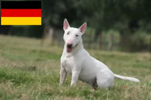 Read more about the article Bull Terrier breeders and puppies in Germany