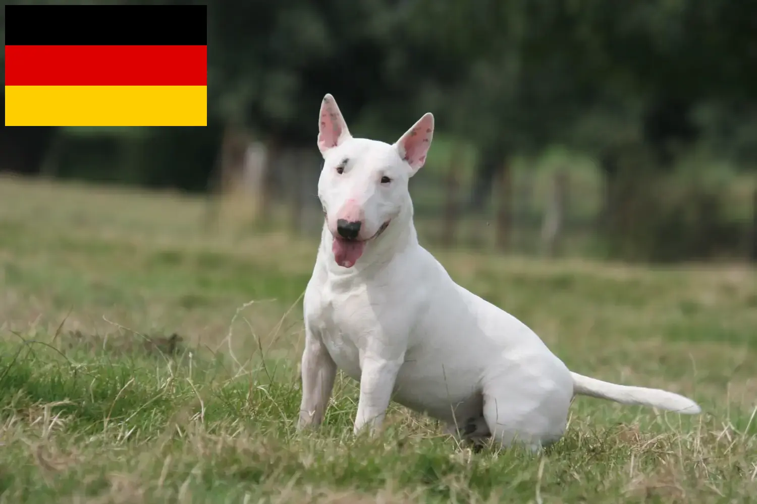 Read more about the article Bull Terrier breeders and puppies in Germany