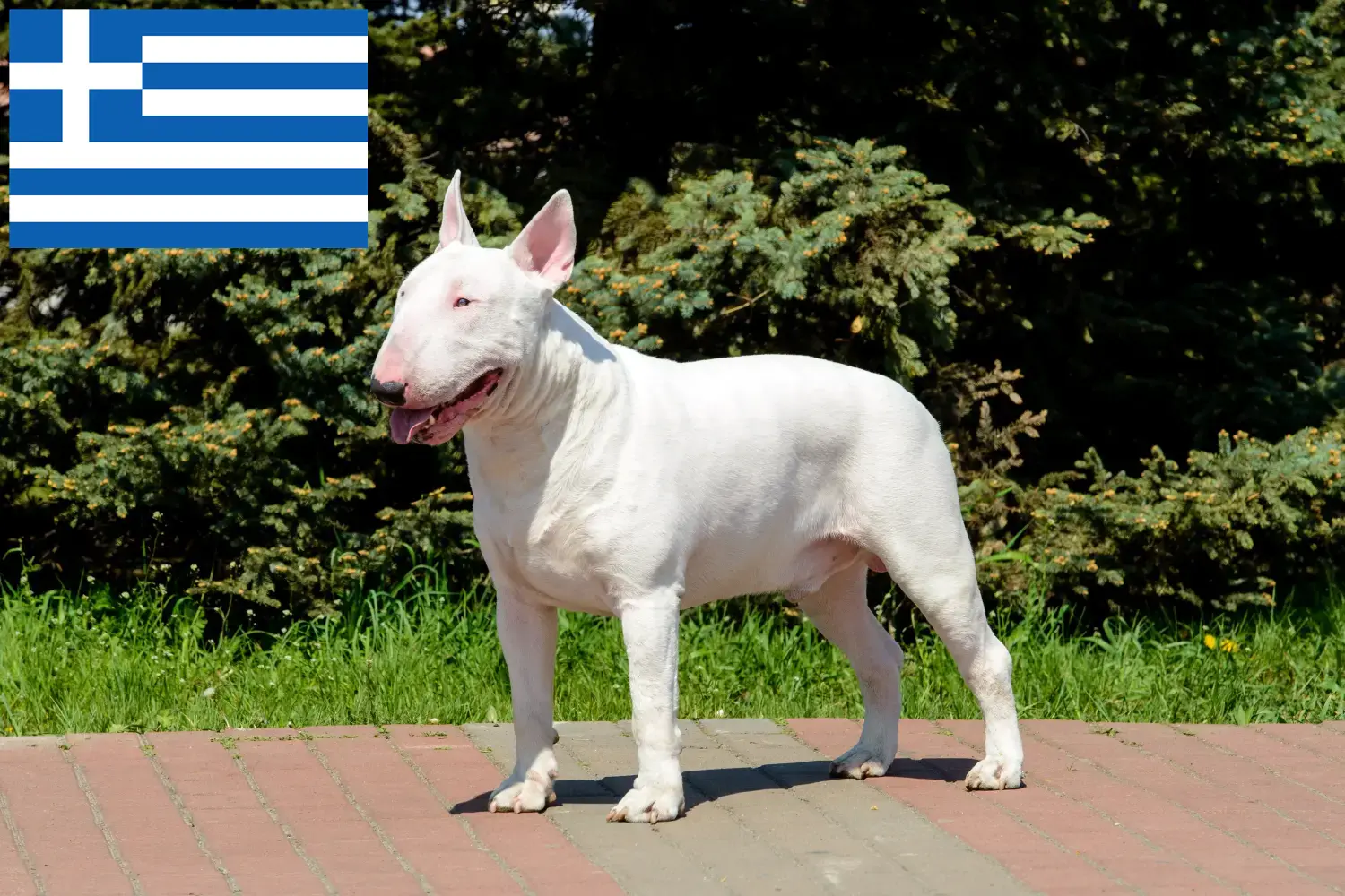 Read more about the article Bull Terrier breeders and puppies in Greece