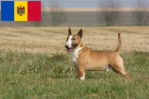 Read more about the article Bull Terrier breeders and puppies in Moldova