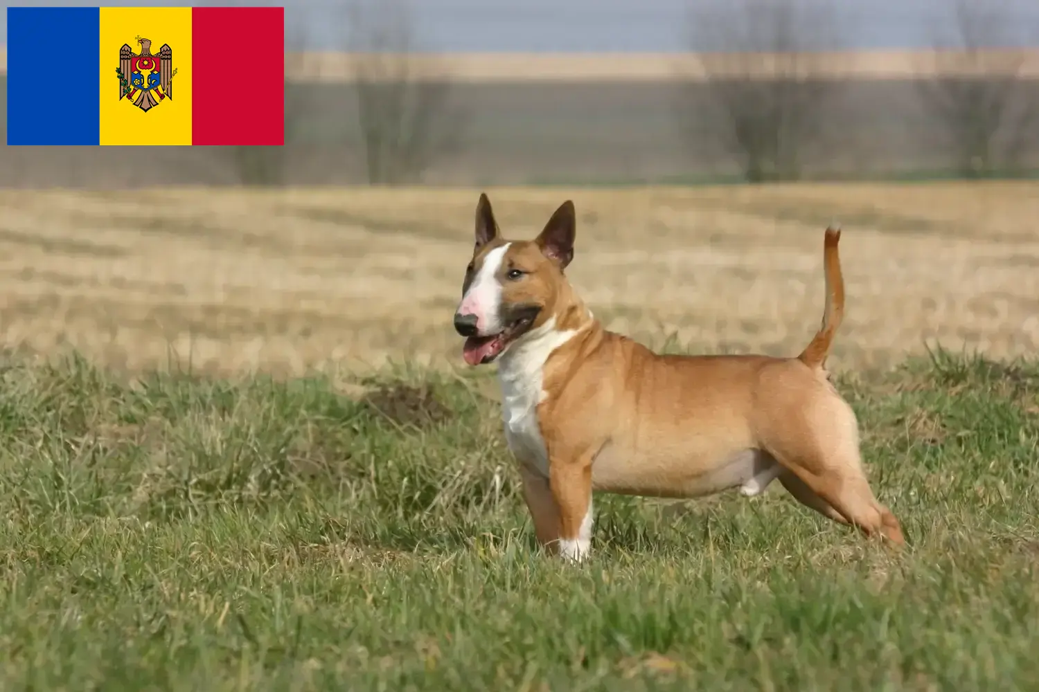 Read more about the article Bull Terrier breeders and puppies in Moldova