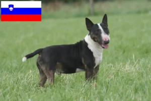 Read more about the article Bull Terrier breeders and puppies in Slovenia