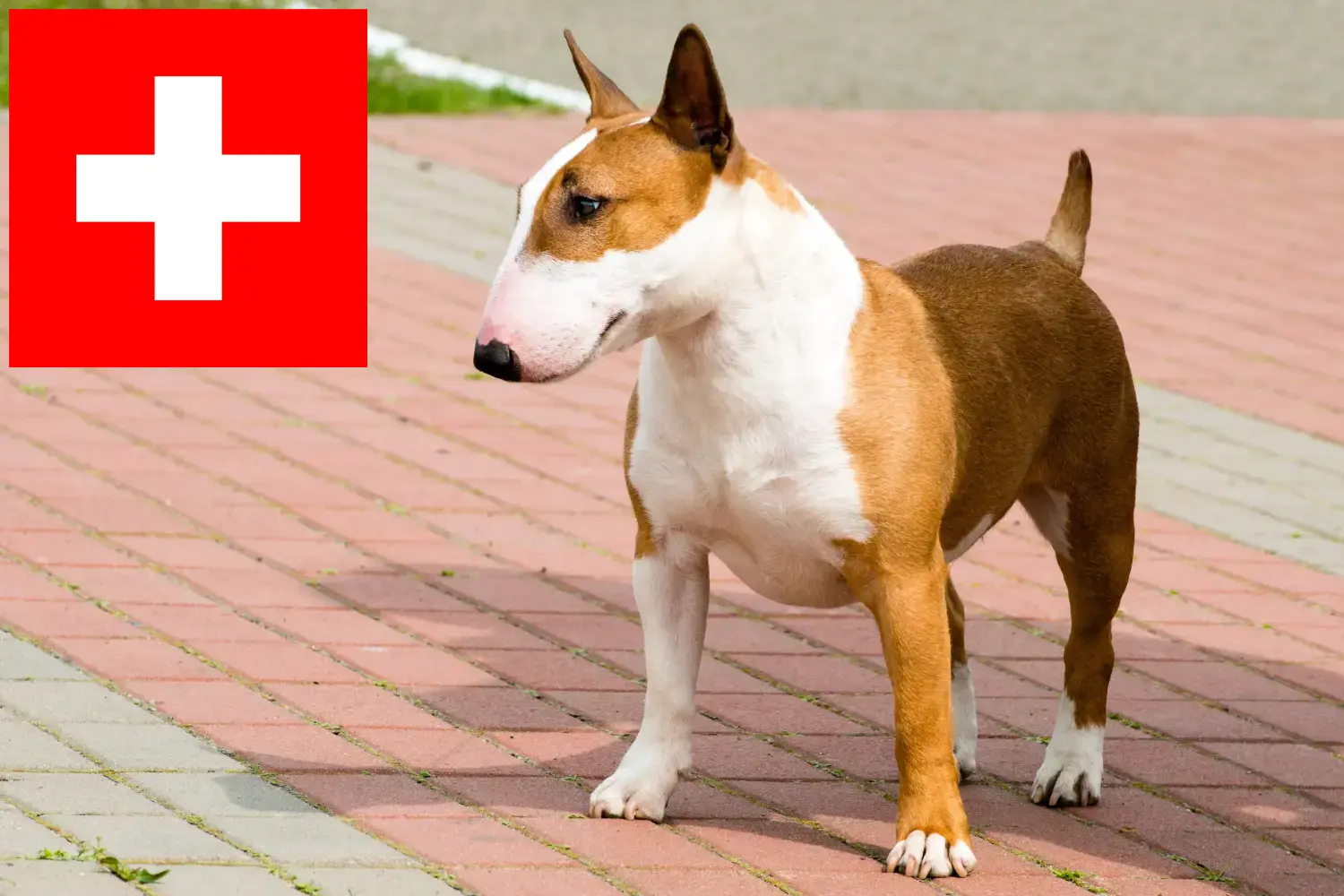 Read more about the article Bull Terrier breeders and puppies in Switzerland