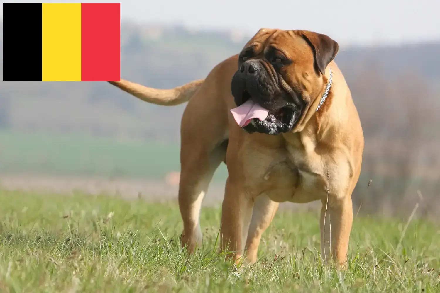 Read more about the article Bullmastiff breeders and puppies in Belgium