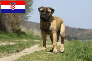 Read more about the article Bullmastiff breeders and puppies in Croatia