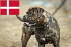 Read more about the article Bullmastiff breeders and puppies in Denmark