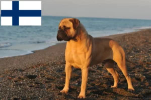 Read more about the article Bullmastiff breeders and puppies in Finland