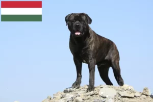 Read more about the article Bullmastiff breeders and puppies in Hungary