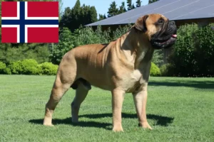 Read more about the article Bullmastiff breeders and puppies in Norway