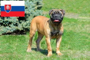 Read more about the article Bullmastiff breeders and puppies in Slovakia