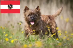 Read more about the article Cairn Terrier breeders and puppies in Austria