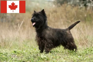 Read more about the article Cairn Terrier Breeders and Puppies in Canada