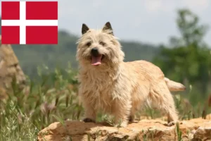 Read more about the article Cairn Terrier breeders and puppies in Denmark