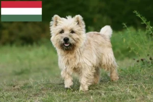 Read more about the article Cairn Terrier breeders and puppies in Hungary