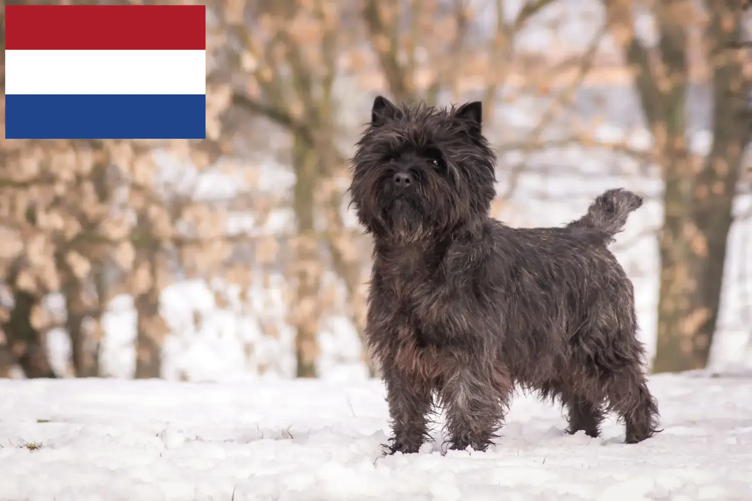 Read more about the article Cairn Terrier breeders and puppies in the Netherlands