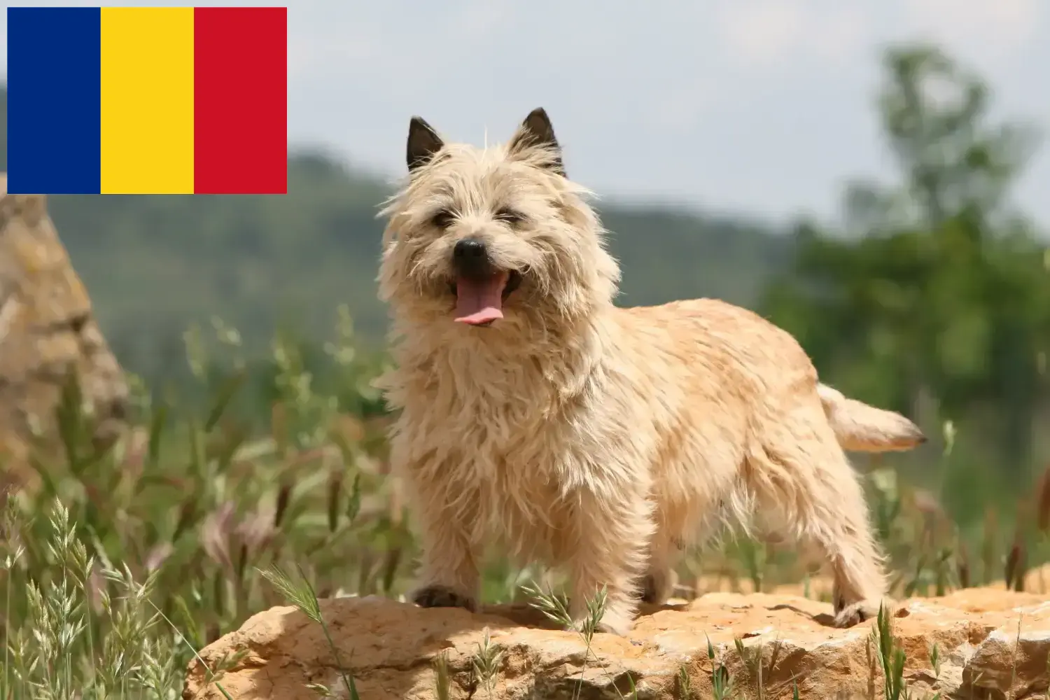 Read more about the article Cairn Terrier breeders and puppies in Romania