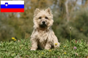 Read more about the article Cairn Terrier breeders and puppies in Slovenia