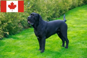 Read more about the article Cane Corso Italiano breeders and puppies in Canada