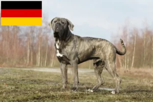 Read more about the article Cane Corso Italiano breeders and puppies in Germany