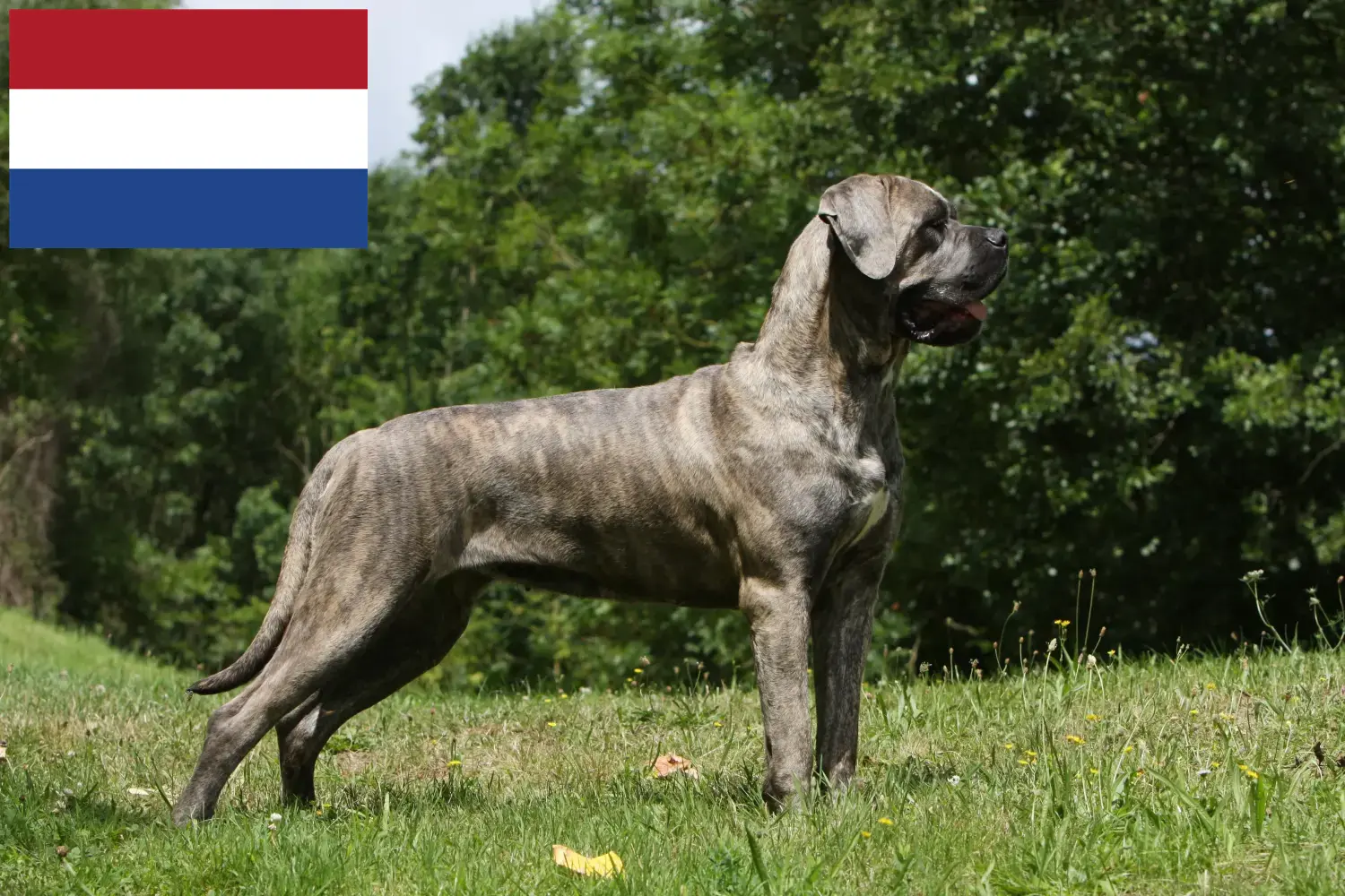 Cane Corso Italiano breeders and puppies in the Netherlands - Dogweb.co.uk