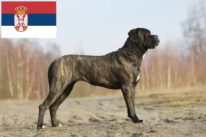 Read more about the article Cane Corso Italiano breeders and puppies in Serbia